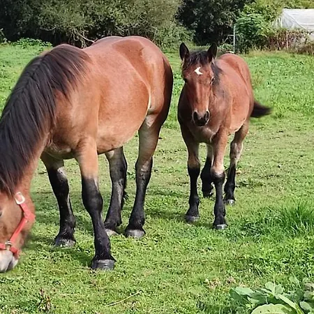 Casa Alvarina - Luarca Cortina